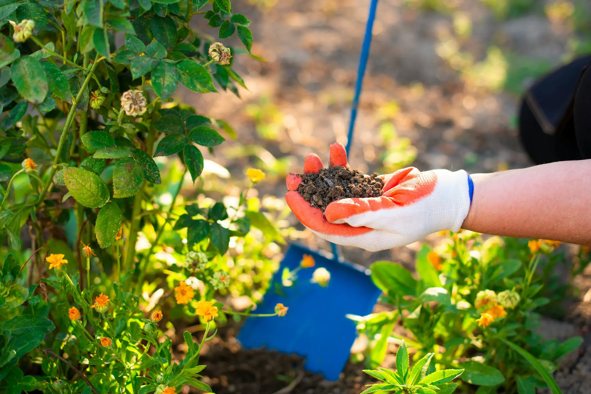 Un jardin parfaitement entretenu et nettoyé