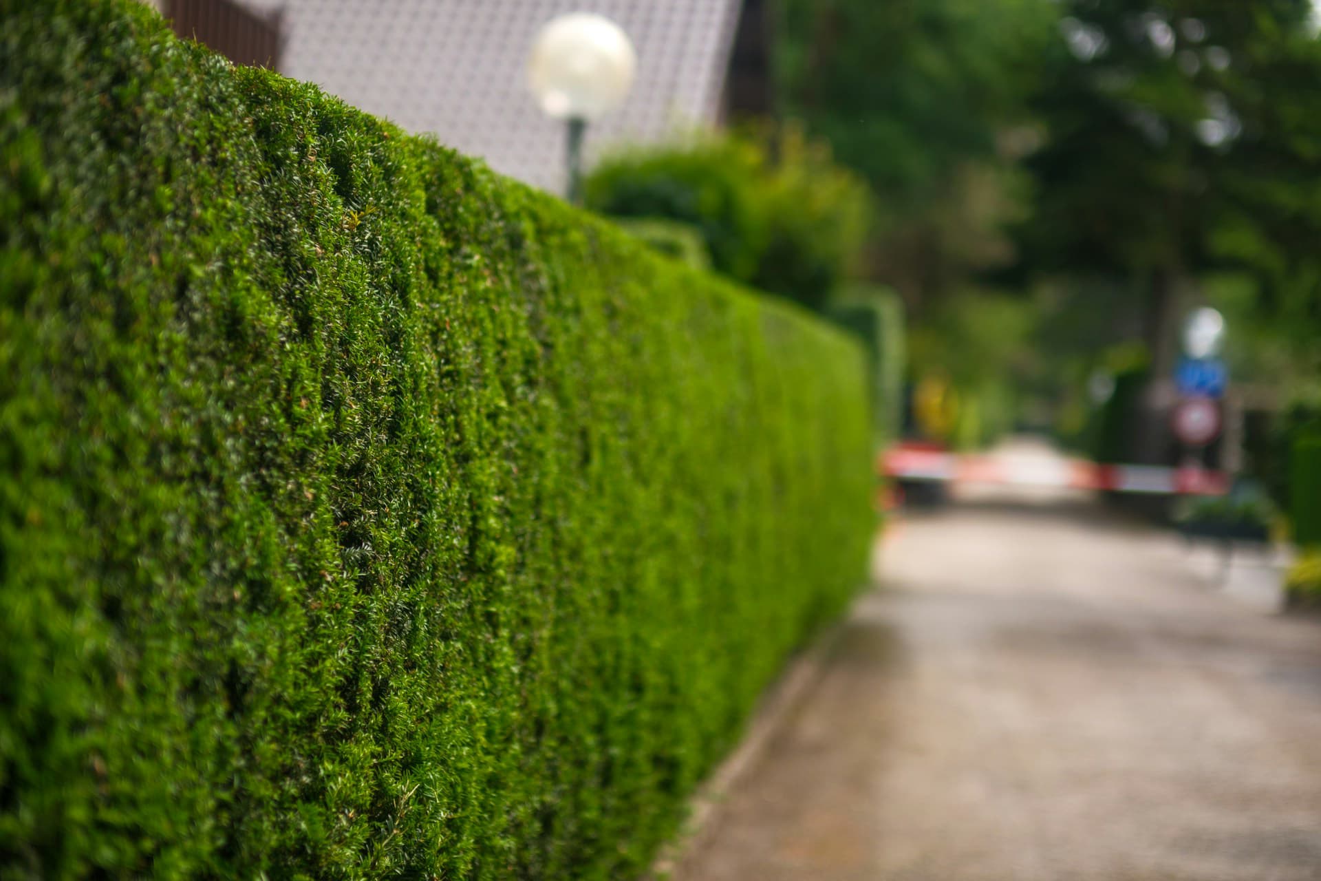 Haie parfaitement taillée dans un jardin paysager